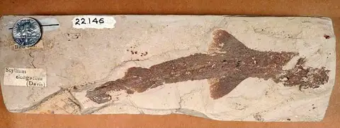 Dokumentasi USNM V22146 dengan identifikasi pada sumber Scyliorhinus elongatus. Isi dan label gambar dipertahankan.