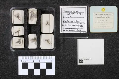 Dokumentasi PV P 9037 (a) dengan identifikasi pada sumber Scapanorhynchus subulatus. Isi dan label gambar dipertahankan.