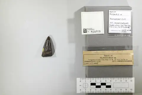 Dokumentasi PV OR 43071 b dengan identifikasi pada sumber Pliosaurus brachydeirus. Isi dan label gambar dipertahankan.