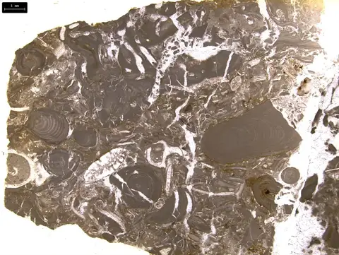 Dokumentasi YPM IP 254167 dengan identifikasi pada sumber Lithothamnium ramosissimum. Isi dan label gambar dipertahankan.