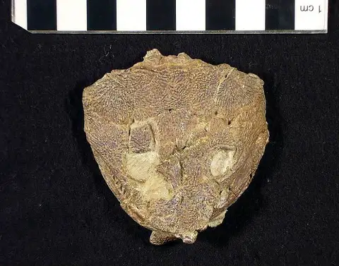 Dokumentasi USNM V22528 dengan identifikasi pada sumber Acroplous vorax. Isi dan label gambar dipertahankan.