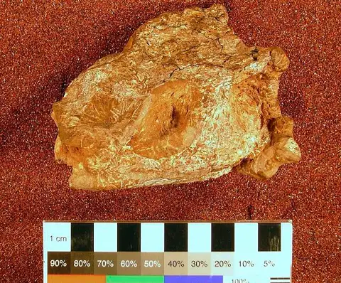 Dokumentasi USNM V15555 dengan identifikasi pada sumber Dissorophus multicinctus. Isi dan label gambar dipertahankan.