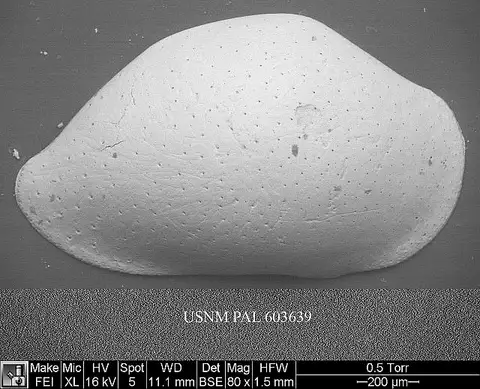 Dokumentasi USNM PAL603639 dengan identifikasi pada sumber Bairdoppilata conformis. Isi dan label gambar dipertahankan.