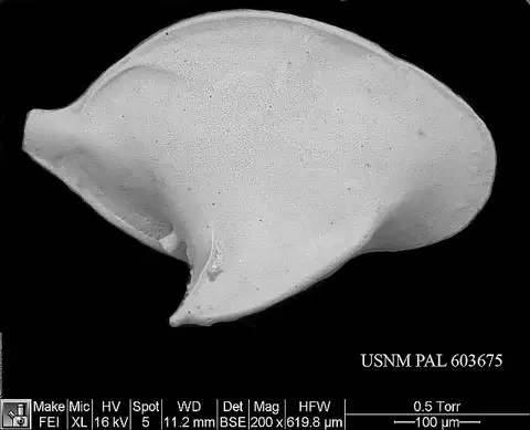 Dokumentasi USNM PAL603675 dengan identifikasi pada sumber Cytheropteron alatum. Isi dan label gambar dipertahankan.