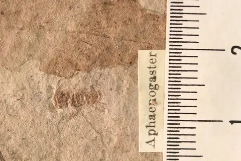 Dokumentasi YPM IP 010038.A dengan identifikasi pada sumber Aphaenogaster mayri. Isi dan label gambar dipertahankan.