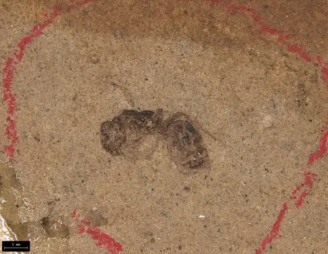 Dokumentasi YPM IP 010002 dengan identifikasi pada sumber Dolichoderus antiquus. Isi dan label gambar dipertahankan.