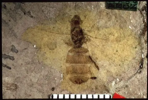 Dokumentasi YPM IP 010015 dengan identifikasi pada sumber Liometopum miocenicum. Isi dan label gambar dipertahankan.