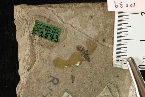 Dokumentasi YPM IP 010039 dengan identifikasi pada sumber Liometopum scudderi. Isi dan label gambar dipertahankan.