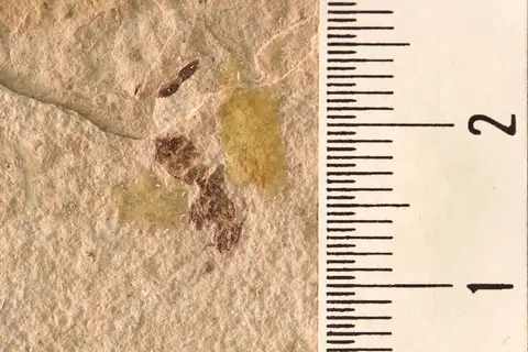 Dokumentasi YPM IP 010041.B dengan identifikasi pada sumber Elaeomyrmex gracilis. Isi dan label gambar dipertahankan.