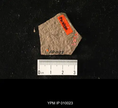 Dokumentasi YPM IP 010023 dengan identifikasi pada sumber Elaeomyrmex coloradensis. Isi dan label gambar dipertahankan.