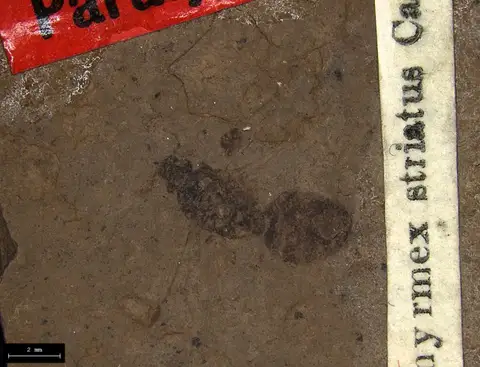 Dokumentasi YPM IP 010019 dengan identifikasi pada sumber Miomyrmex striatus. Isi dan label gambar dipertahankan.