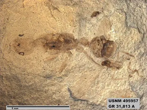 Dokumentasi USNM PAL495957a dengan identifikasi pada sumber Mianeuretus eocenicus. Isi dan label gambar dipertahankan.