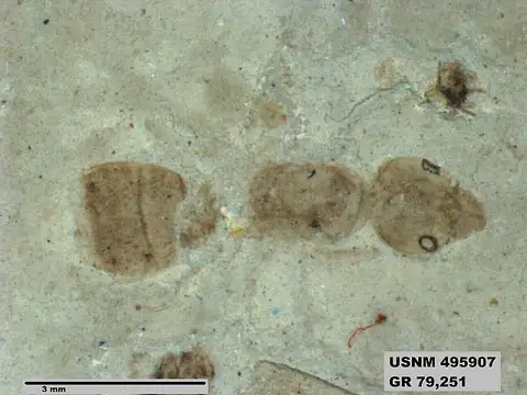 Dokumentasi USNM PAL495907 dengan identifikasi pada sumber Proiridomyrmex vetulus. Isi dan label gambar dipertahankan.