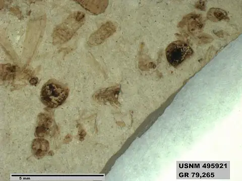 Dokumentasi USNM PAL495921 dengan identifikasi pada sumber Dolichoderus kohlsi. Isi dan label gambar dipertahankan.