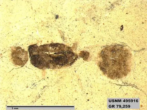 Dokumentasi USNM PAL495916 dengan identifikasi pada sumber Myrmecites rotundiceps. Isi dan label gambar dipertahankan.