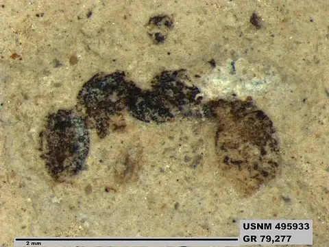 Dokumentasi USNM PAL495933 dengan identifikasi pada sumber Solenopsites minutus. Isi dan label gambar dipertahankan.