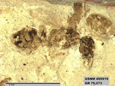 Dokumentasi USNM PAL495919 dengan identifikasi pada sumber Ponerites eocenicus. Isi dan label gambar dipertahankan.