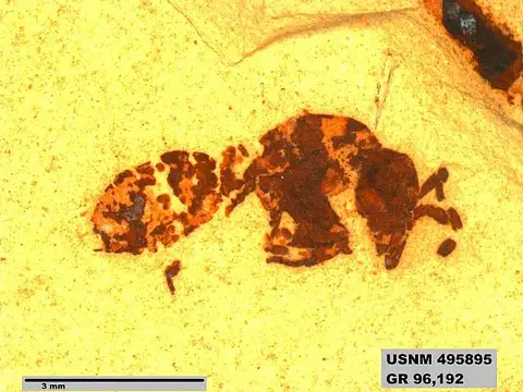 Dokumentasi USNM PAL495895 dengan identifikasi pada sumber Ponerites coloradensis. Isi dan label gambar dipertahankan.