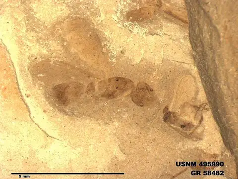 Dokumentasi USNM PAL495990 dengan identifikasi pada sumber Ponerites hypoponeroides. Isi dan label gambar dipertahankan.