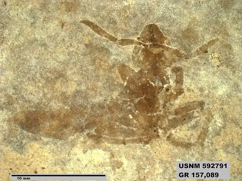 Dokumentasi USNM PAL592791 dengan identifikasi pada sumber Pachycondyla labandeirai. Isi dan label gambar dipertahankan.