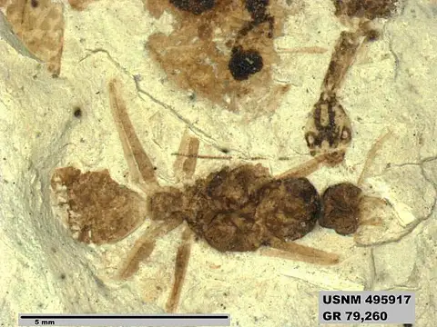 Dokumentasi USNM PAL495917a dengan identifikasi pada sumber Eoformica magna. Isi dan label gambar dipertahankan.