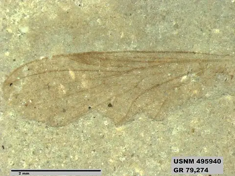 Dokumentasi USNM PAL495940 dengan identifikasi pada sumber Eoformica globularis. Isi dan label gambar dipertahankan.