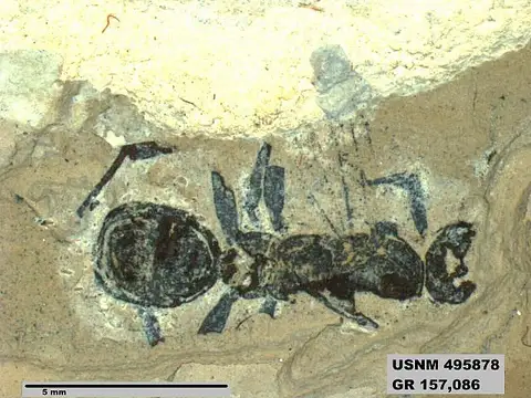 Dokumentasi USNM PAL495878 dengan identifikasi pada sumber Kohlsimyrma longiceps. Isi dan label gambar dipertahankan.