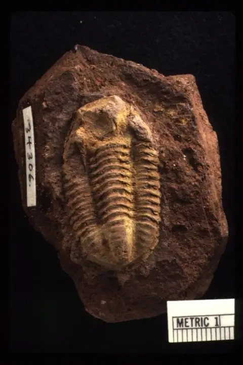Dokumentasi YPM IP 034306 dengan identifikasi pada sumber Neoproetus indicus. Isi dan label gambar dipertahankan.