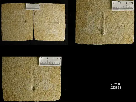 Dokumentasi YPM IP 223853 dengan identifikasi pada sumber Nannogomphus bavaricus. Isi dan label gambar dipertahankan.