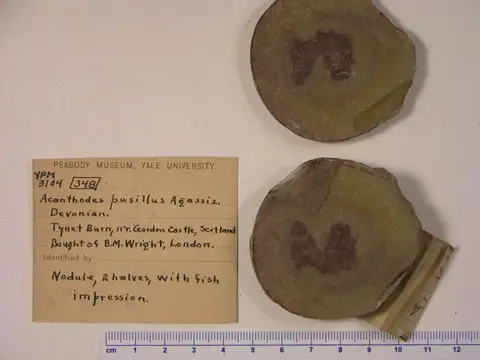 Dokumentasi YPM VP 003104 dengan identifikasi pada sumber Acanthodes pusillus. Isi dan label gambar dipertahankan.