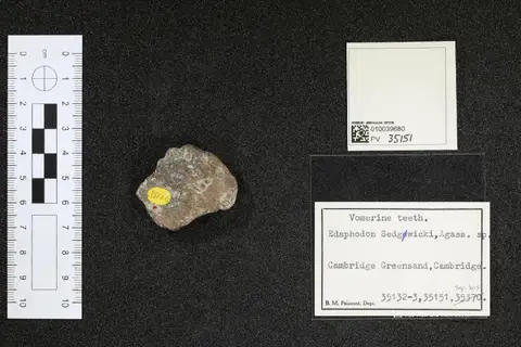 Dokumentasi PV OR 35151 dengan identifikasi pada sumber Edaphodon sedgwicki. Isi dan label gambar dipertahankan.