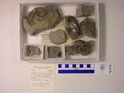 Dokumentasi YPM VP 003276 dengan identifikasi pada sumber Anglaspis macculloughi. Isi dan label gambar dipertahankan.