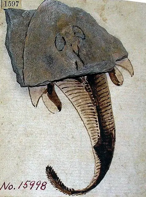 Dokumentasi USNM V15998 dengan identifikasi pada sumber Cephalaspis lyelli. Isi dan label gambar dipertahankan.