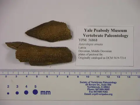 Dokumentasi YPM VP 056868 dengan identifikasi pada sumber Asterolepis ornata. Isi dan label gambar dipertahankan.