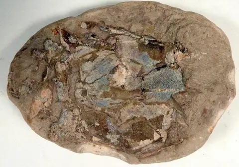 Dokumentasi USNM PAL327398 dengan identifikasi pada sumber Asterolepis maxima. Isi dan label gambar dipertahankan.