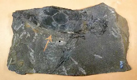Dokumentasi USNM V4951 dengan identifikasi pada sumber Pterichthyodes milleri. Isi dan label gambar dipertahankan.