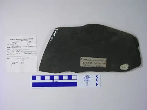 Dokumentasi YPM VP 007864 dengan identifikasi pada sumber Dipterus valenciennesi. Isi dan label gambar dipertahankan.