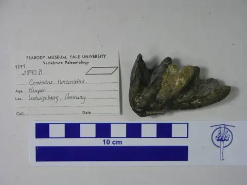 Dokumentasi YPM VP 002890.B dengan identifikasi pada sumber Ceratodus runcinatus. Isi dan label gambar dipertahankan.