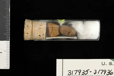 Dokumentasi USNM PAL317935 dengan identifikasi pada sumber Virola tertiaria. Isi dan label gambar dipertahankan.