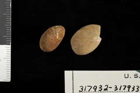 Dokumentasi USNM PAL317933 dengan identifikasi pada sumber Anona peruviana. Isi dan label gambar dipertahankan.