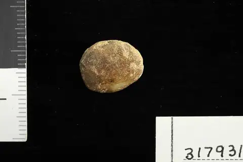 Dokumentasi USNM PAL317931 dengan identifikasi pada sumber Leguminosites belensis. Isi dan label gambar dipertahankan.