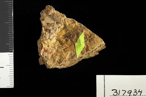 Dokumentasi USNM PAL317934 dengan identifikasi pada sumber Fagara piurana. Isi dan label gambar dipertahankan.