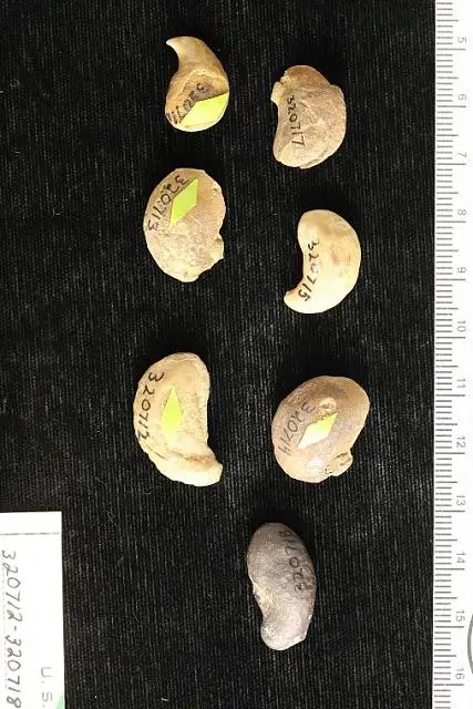 Dokumentasi USNM PAL320717 dengan identifikasi pada sumber Anacardium peruvianum. Isi dan label gambar dipertahankan.