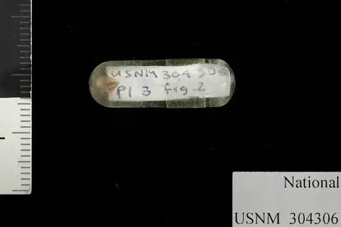Dokumentasi USNM PAL304306 dengan identifikasi pada sumber Cissus willardi. Isi dan label gambar dipertahankan.