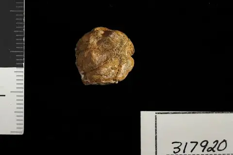 Dokumentasi USNM PAL317920 dengan identifikasi pada sumber Malvacarpus octoloculus. Isi dan label gambar dipertahankan.