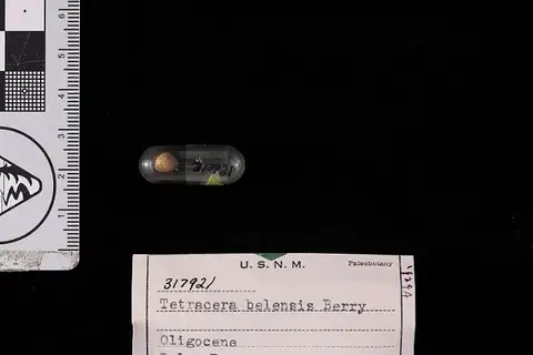 Dokumentasi USNM PAL317921 dengan identifikasi pada sumber Tetracera belensis. Isi dan label gambar dipertahankan.