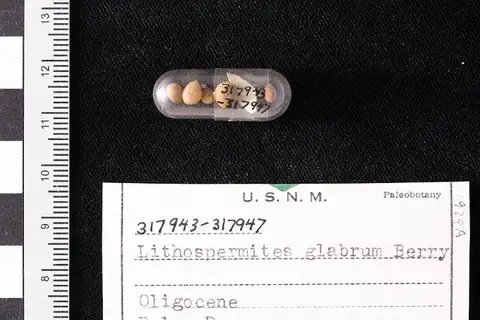 Dokumentasi USNM PAL317947 dengan identifikasi pada sumber Lithospermites glabrum. Isi dan label gambar dipertahankan.