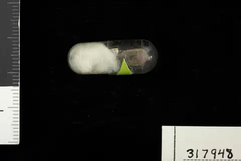 Dokumentasi USNM PAL317948 dengan identifikasi pada sumber Cucurbites compressus. Isi dan label gambar dipertahankan.