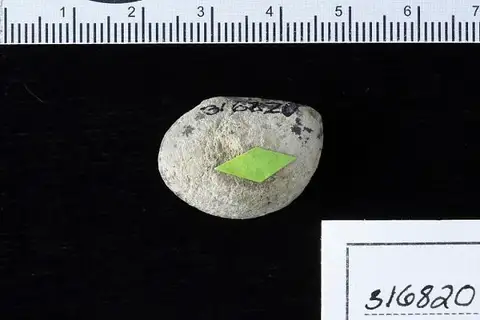 Dokumentasi USNM PAL316820 dengan identifikasi pada sumber Iriartites restinensis. Isi dan label gambar dipertahankan.