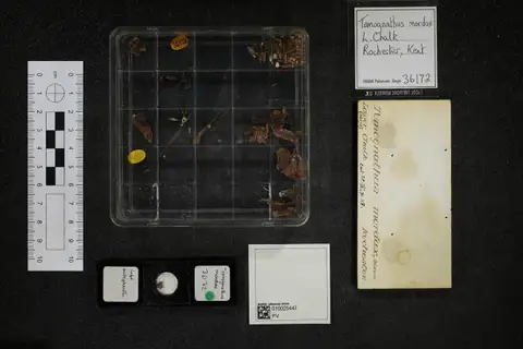 Dokumentasi PV P 36172 dengan identifikasi pada sumber Tomognathus mordax. Isi dan label gambar dipertahankan.